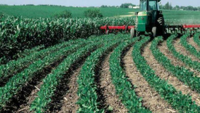 الزراعة الصحراوية