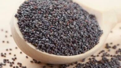 إرتفاع ونمو الطلب العالمي علي بذور الخشاش