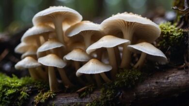 فرصة عمل للشباب: فطر المحار مفيد للفلب و الأوعية الدموية