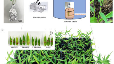 التربية الجزيئية