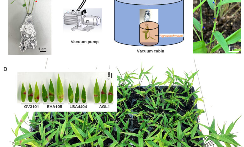 التربية الجزيئية