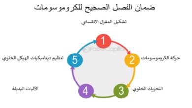 نتائج علمية جديدة حول كفاءة التحريك الخلوي