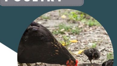 ثورة البروبيوتيك الدواجن: تعزيز صحة الثروة الحيوانية