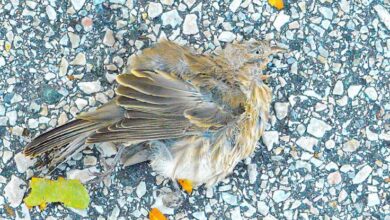 اكتشاف أنفلونزا الطيور