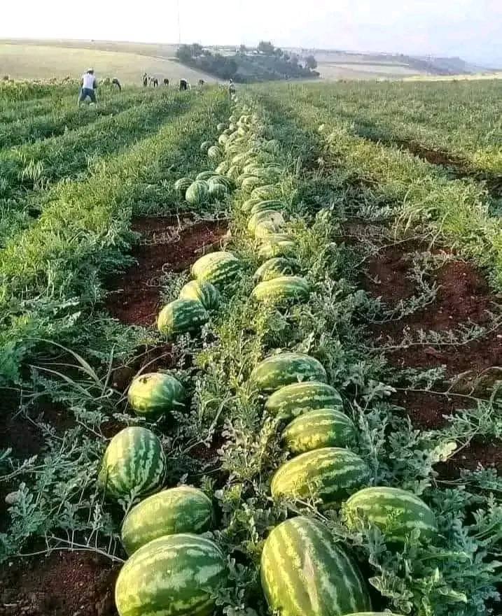 زراعة البطيخ