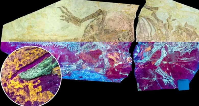 أحفورة جلد الديناصورات تكشف "الجوهرة المخفية" عن مفاجآت حول تطور الريش