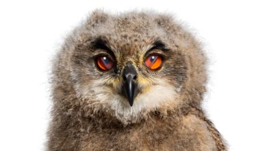 الحيوانات تمتلك جفنًا ثالثًا شفافًا... تعرف على السبب