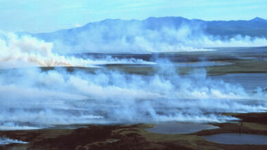 "حرائق الزومبي"
