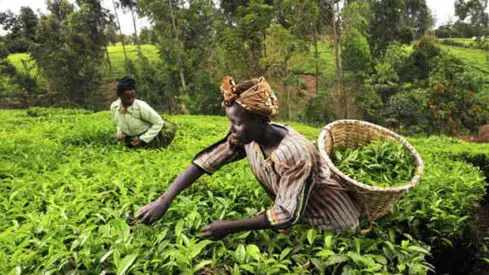 الثورة الزراعية في أفريقيا: من الاكتفاء الذاتي إلى قوة غذائية عالمية
