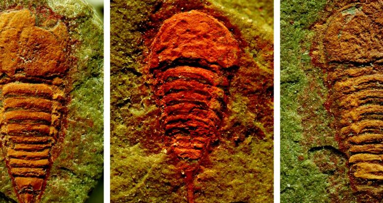 اكتشاف عن أقدم أسلاف معروفين للعقارب والعناكب