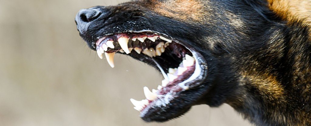 "المفترس الفائق" يغرس المزيد من الخوف في الجرابيات