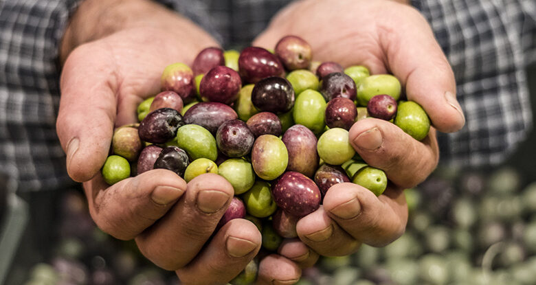 مركب طبيعي في الزيتون يساعد في مكافحة السمنة و السكري من النوع الثاني