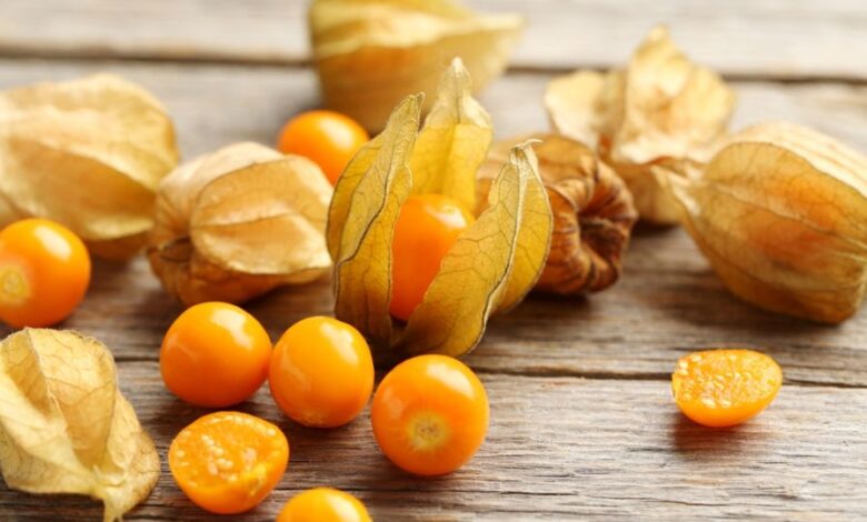 الحرنكش المعدلة وراثيا في وقت قياسي