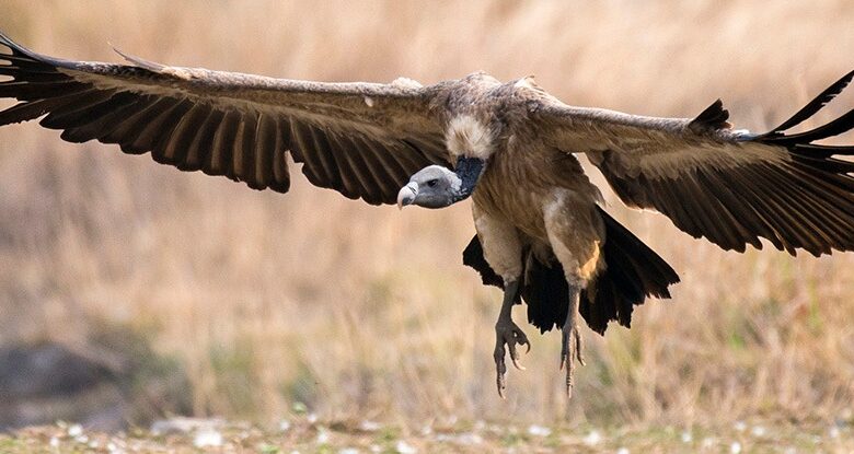 التحول في أعداد النسور في الهند مرتبط بوفاة نصف مليون إنسان