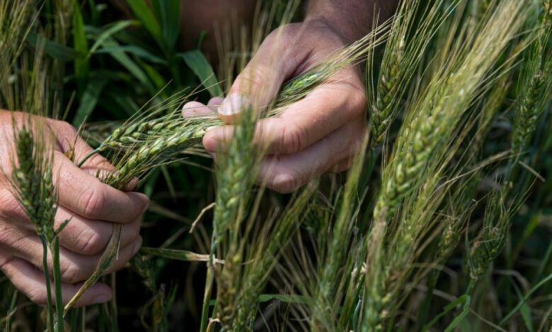 باحثون أمريكيون يطورون قمحا يتحمل الحرارة عن طريق تعديل الجينوم الخاص به