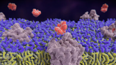 مراقبة المواد الأفيونية في الوقت الحقيقي وهي تعمل بعمق داخل المخ