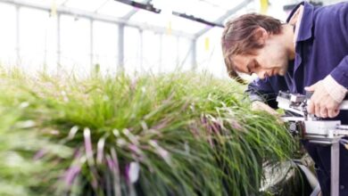 نيوزيلندا تبدأ تجارب ميدانية على الأعشاب المعدلة وراثيا طورها علماء محليون