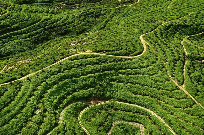 القواعد الأوروبية الجديدة للحد من إزالة الغابات بها عيوب مثيرة للقلق