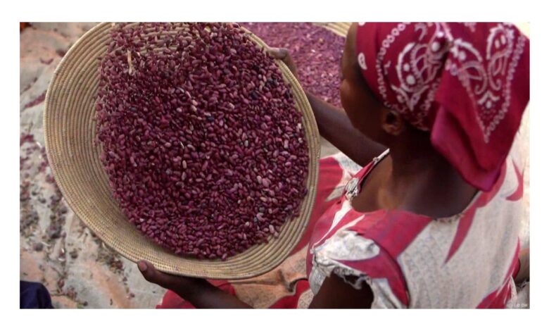 من يتحكم في إمدادات الغذاء في العالم؟