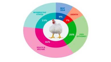 التطورات في تربية الدواجن للحوم التجارية