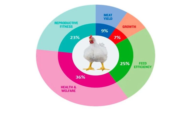 التطورات في تربية الدواجن للحوم التجارية