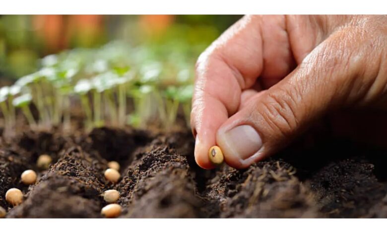 الزراعة الكبرى واحتكار البذور