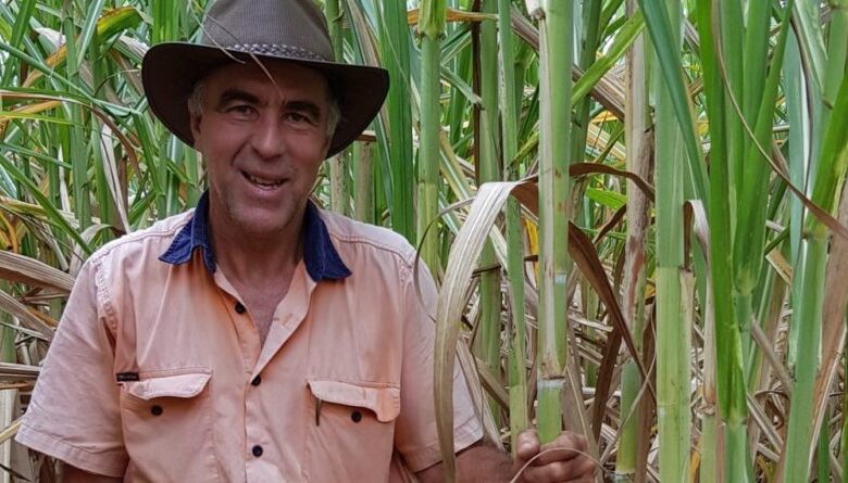 أستراليا تقوم بتطوير نوعين جديدين من قصب السكر متاحين للمناطق المحلية