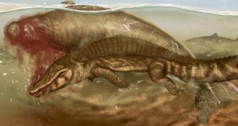 قبل 20 مليون سنة، أكل تمساح وسمكة قرش هذه البقرة البحرية مصر:إيهاب محمد زايد مهما كان يومك سيئًا، ففكر في البقرة البحرية القديمة التي أصبحت موضوع بحث منشور حديثًا من قبل فريق بحثي دولي. لم تكن نهاية سعيدة لحيوان الدوجونج، بعد أن جرها تمساح قبل أن يمضغها سمك قرش لاحقًا منذ حوالي 20 مليون سنة. لكن دراسة بقاياها تمنح خبراء العصر الحديث نظرة ثاقبة رائعة إلى سلسلة الغذاء البحرية في العصر الميوسيني المبكر إلى الأوسط - والتي يبدو أنها عملت بطريقة مماثلة لكيفية عملها الآن. يقول عالم الحفريات ألدو بينيتس-بالومينو من جامعة زيورخ في سويسرا: "في كثير من الأحيان، عندما نراقب حيوانًا مفترسًا في البرية، نجد اليوم جثة فريسة توضح وظيفتها كمصدر غذائي لحيوانات أخرى أيضًا، لكن السجلات الأحفورية لهذا نادرة". "لم نكن متأكدين من الحيوانات التي قد تخدم هذا الغرض كمصدر غذائي للعديد من الحيوانات المفترسة." تبدأ القصة باكتشاف بعض الصخور غير العادية من قبل مزارع محلي، جنوب مدينة كورو، في شمال فنزويلا. عندما تم استدعاء الباحثين، وجدوا أن المعادن تحتوي على أجزاء من أحفورة هيكل عظمي، بما في ذلك جزء من الجمجمة و18 فقرة مختلفة. أحفورة بقرة البحر أظهر التحليل أنها تركتها فرد من جنس بقرة البحر المنقرض Culebratherium والتي لاقت نهاية مؤسفة للغاية. ساعدت دراسة علامات العض الموجودة على الحفريات الباحثين في إعادة بناء ساعاتها الأخيرة. يبدو أنها تعرضت لهجوم من تمساح مزق بقرة البحر، ومن المحتمل جدًا أن يكون قد أسقطها في لفة الموت. كما وجد الفريق علامات عبر الهيكل العظمي تتفق في الشكل والحجم مع أسنان سمكة قرش النمر المنقرضة (Galeocerdo sp)، والتي كانت على ما يبدو تتغذى على لحوم الحيوانات الميتة أو المحتضرة. كما أكدوا على نوع القرش - G. aduncus - من خلال السن الذي تركه في رقبة البقرة البحرية. ويبدو أنه بمجرد أن شبع التمساح، جاء حيوان آكل للحوم آخر لالتقاط ما تبقى. من خلال تحليل الرواسب حول المنطقة التي تم اكتشاف البقايا فيها - بعيدًا عن الاكتشافات الأحفورية السابقة في المنطقة - تمكن الباحثون من تحديد تاريخ الحفرية إلى حوالي 20 مليون عام. يقول بينيتس-بالومينو: "تشكل نتائجنا أحد السجلات القليلة التي توثق وجود حيوانات مفترسة متعددة على فريسة واحدة، وبالتالي توفر لمحة عن شبكات سلسلة الغذاء في هذه المنطقة خلال العصر الميوسيني". إن القدرة على بناء مثل هذه الصورة الكاملة لوفاة بقرة البحر هذه هي شهادة على العمل الجاد الذي قام به فريق البحث: في المجموع، استغرق الأمر عدة أشهر من الجهد لتحديد الأحفورة وتحديد ما حدث لها. يكتب الباحثون في ورقتهم المنشورة: "إن الأدلة على التفاعلات الغذائية ليست نادرة في السجل الأحفوري، ومع ذلك، يتم تمثيلها في الغالب من خلال الحفريات المجزأة التي تظهر علامات ذات أهمية غامضة". "لذلك فإن التمييز بين علامات الافتراس النشط وأحداث البحث عن الطعام غالبًا ما يكون صعبًا". تم نشر البحث في مجلة علم الحفريات الفقارية.