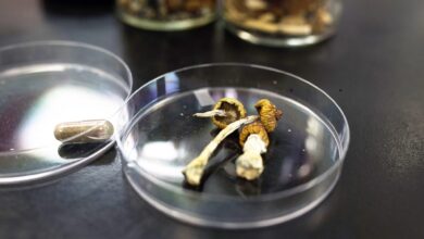 دراسة تشير إلى أن السيلوسايبين يعيد “توصيل” الدماغ لكسر دوائر الاكتئاب