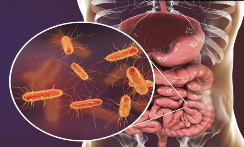جزيء دقيق من بكتيريا الأمعاء قد يقلّل خطر السكري من النوع الثاني