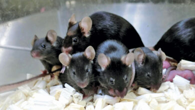 ولادة أول جيل من فئران الفضاء تفتح آفاقاً جديدة لأبحاث المستقبل