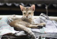 العلم يكشف خدعة بسيطة للتواصل مع قطتك: ابتسم… ولكن بطريقتها