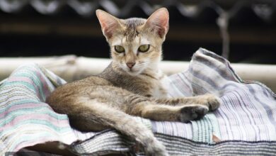 العلم يكشف خدعة بسيطة للتواصل مع قطتك: ابتسم… ولكن بطريقتها