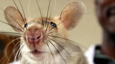 الأنوف الذهبية: العلم وراء استخدام الجرذان الإفريقية في تشخيص السل.