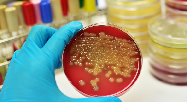 زراعة البراز: ثورة ميكروبية في عالم علاج السرطان