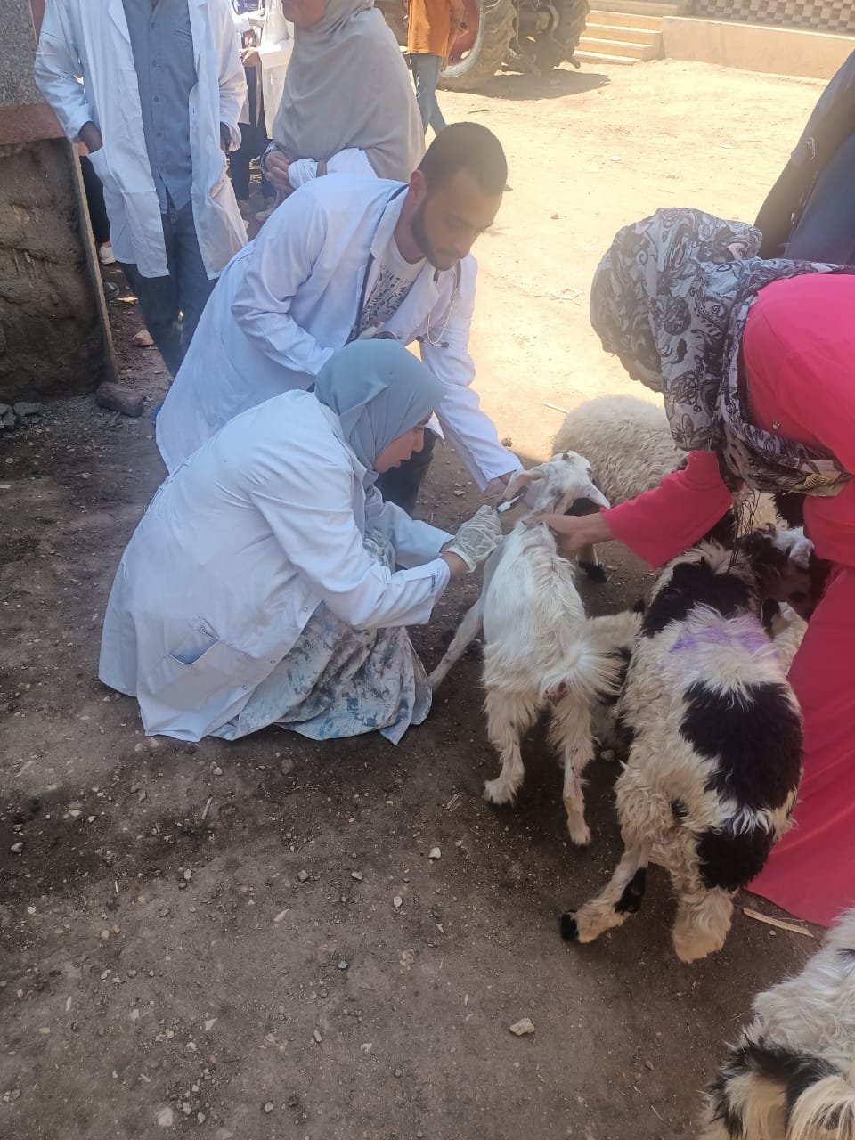 “طب بيطري سوهاج” تواصل إطلاق قوافلها الطبية البيطرية وتعالج  ٩٨٠ حيوانًا بقرية المدمر