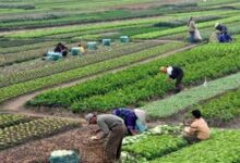 من حقول مصر إلى بورصات العالم: كيف نبني سعراً عادلاً للفلاح المصري؟