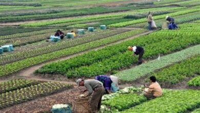 من حقول مصر إلى بورصات العالم: كيف نبني سعراً عادلاً للفلاح المصري؟